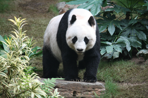 Contoh Soal Bahasa Panda dan pembahasannya Terbaru Part 1