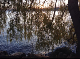 What Willow Folklore Surrounds This Beautiful Weeping Tree?