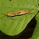 Leaf-footed Bugs (Copulating)