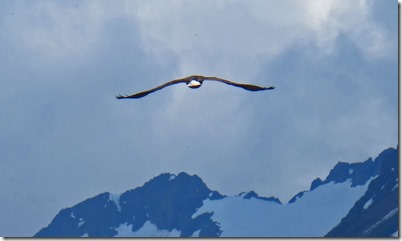 Valdez Eagle