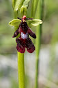 Ophrys insectifera Chalufy-07-05-150003