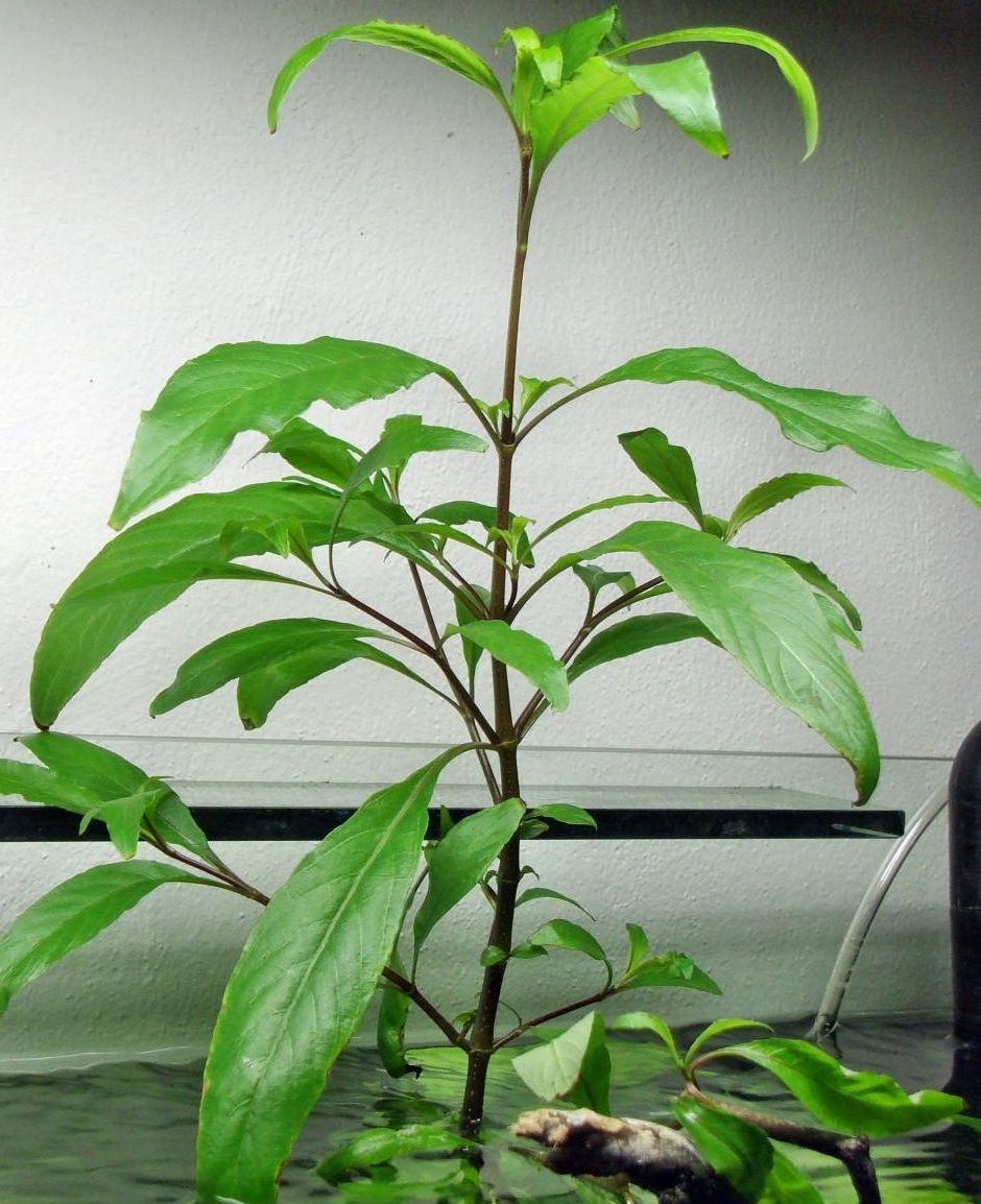 Лимонник (Гигрофила коримбоза) (Hygrophila corymbosa)