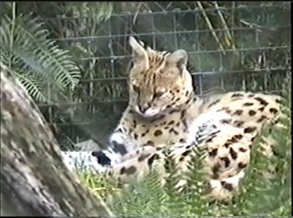 1998.09.09-015 serval