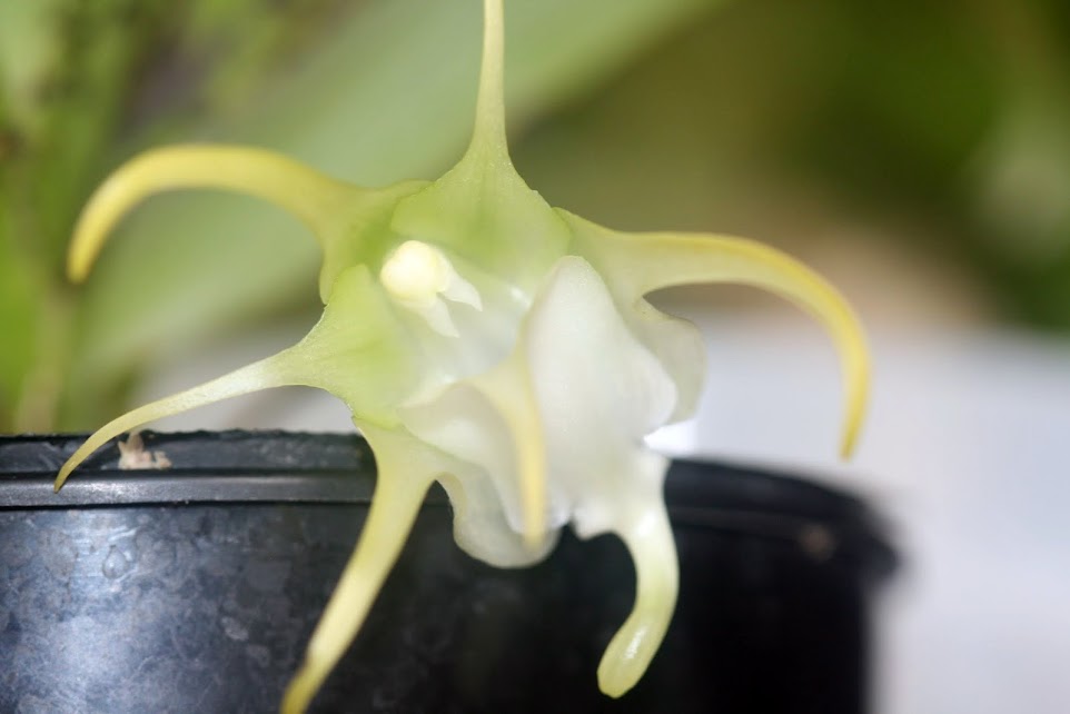 Aeranthes grandiflora IMG_1476