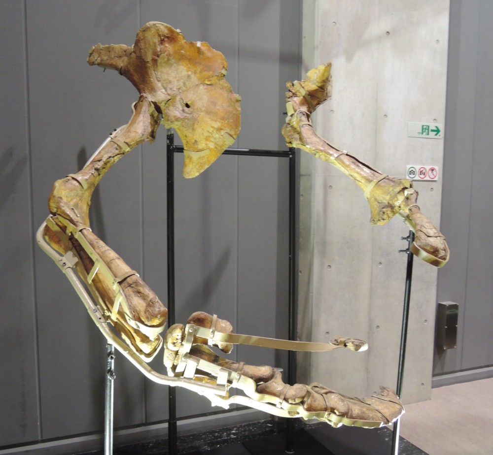 파일:external/upload.wikimedia.org/Therizinosaurus_arms.jpg