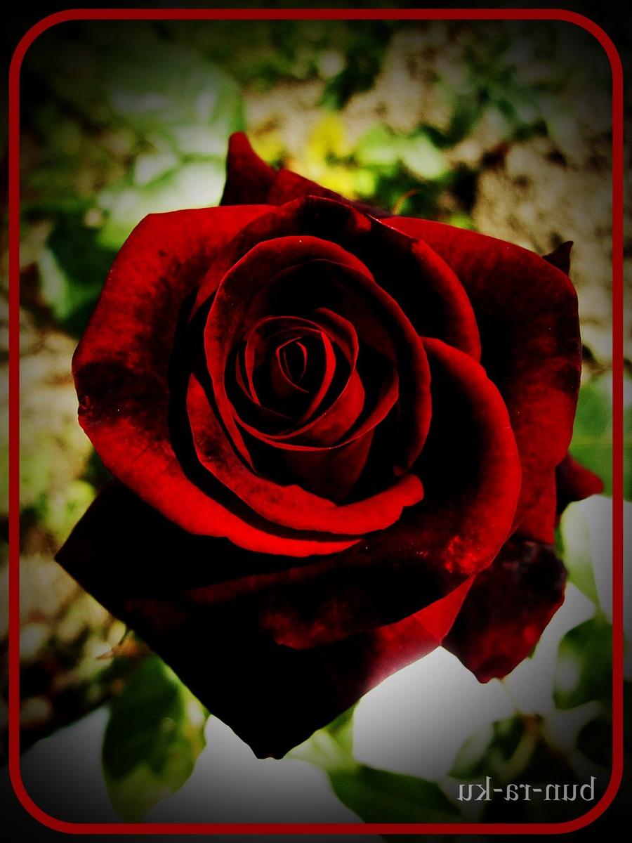 dark red rose by  bun-ra-ku on