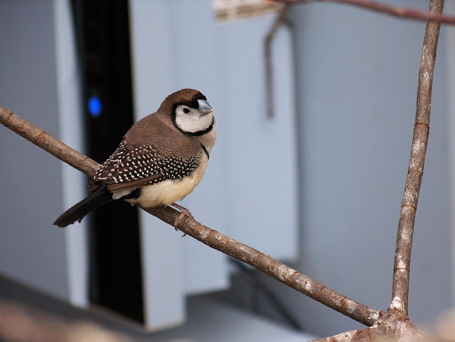 Visiting the National Aviary