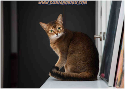 jenis kucing abyssinian