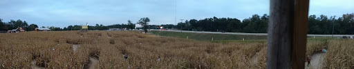 Farm «Buford Corn Maze.», reviews and photos, 4470 Bennett Rd, Buford, GA 30519, USA