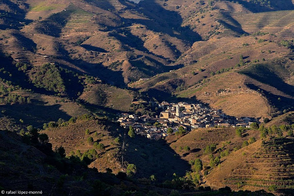 Porrera i la vall del Cortiella des del coll Major, al fons el MontsantDOQ Priorat,Falset / Porrera, Priorat, Tarragona