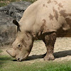 White Rhinoceros