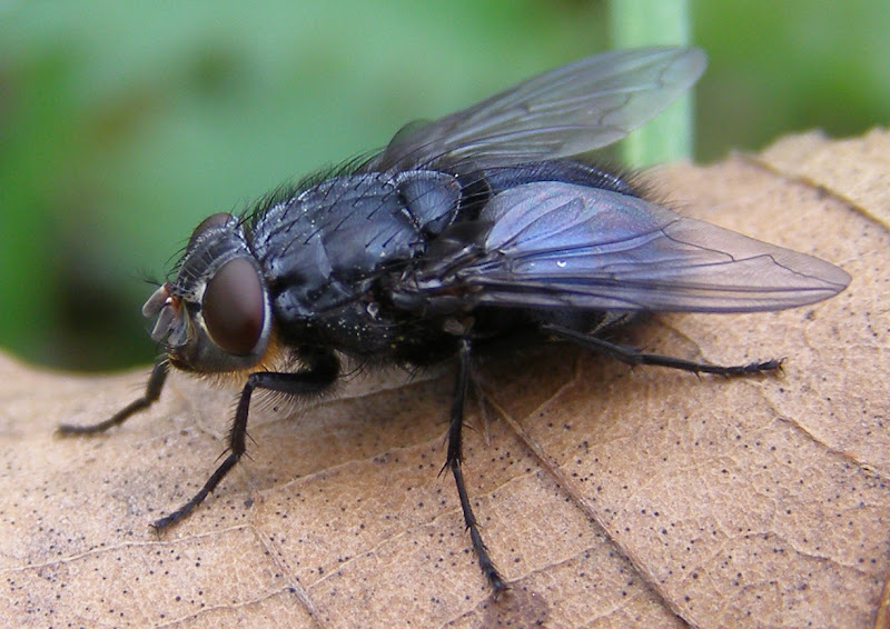 Bluebottle Fly - Life and Opinions - Life and Opinions