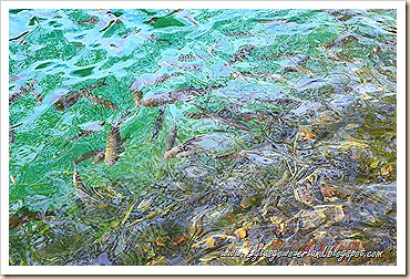 DSC_0638 DSC_0638