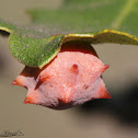 Spined Turbaned Gall Wasp