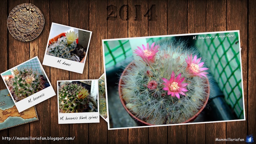 I <3 Mammillaria Mamlllartia6