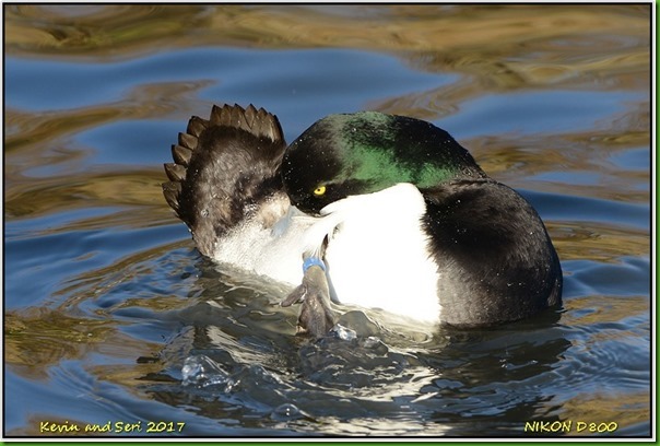 Slimbridge WWT - January