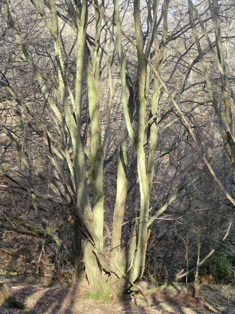 CIMG5935 Ancient hornbeam in Coomb Wood