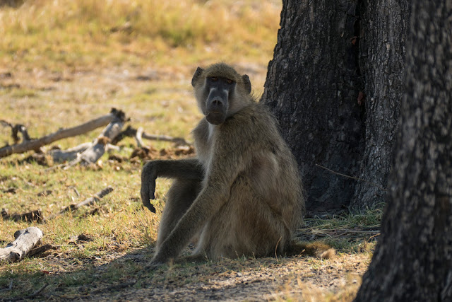 Botswana et Zimbabwe en octobre BotsZim_Oct2015_118