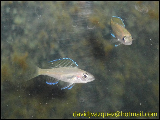 Tropheus moorii Ilangi Yellow +  Xenotilapia ornatipinnis DSC02692