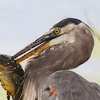 Great Blue Heron