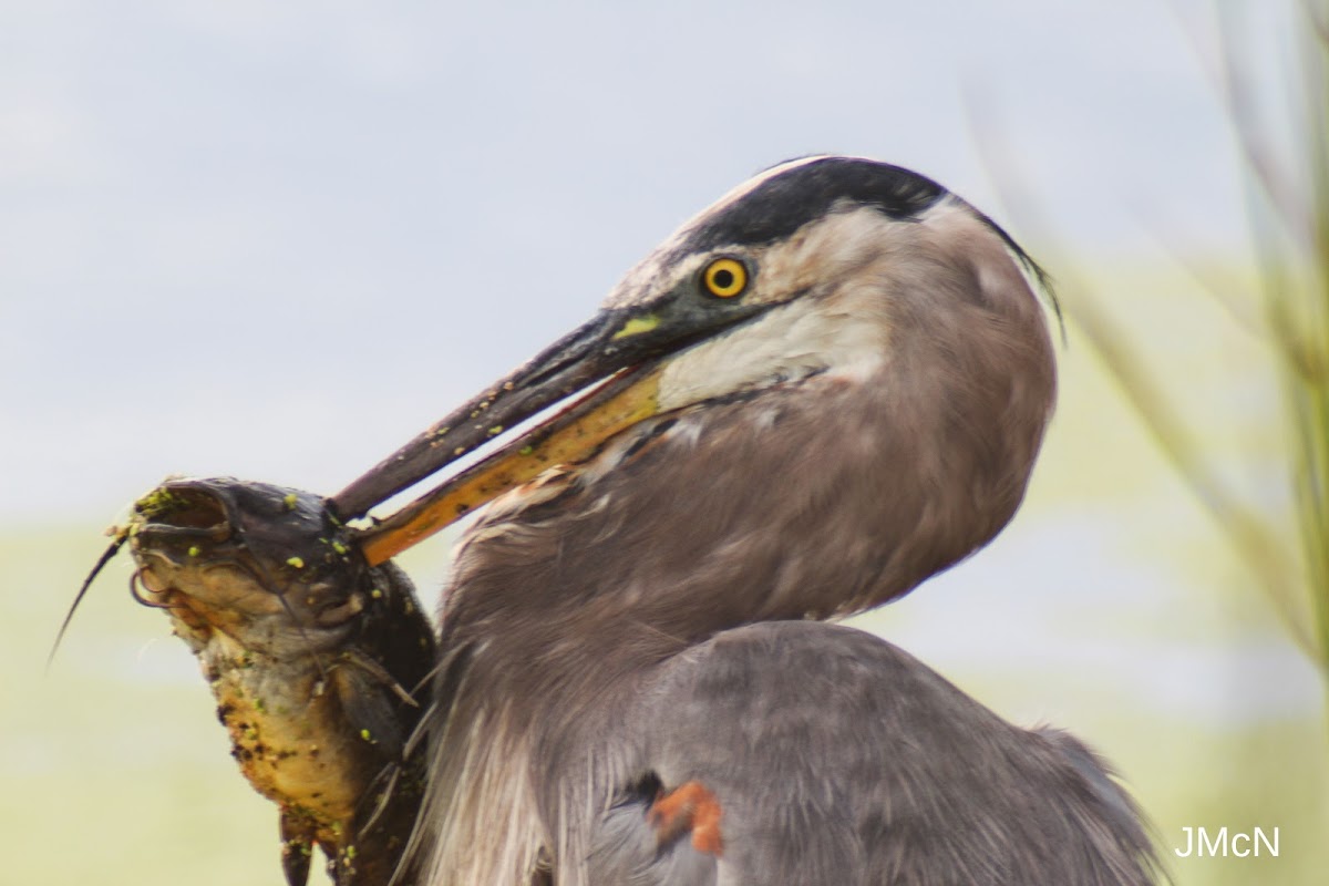 Great Blue Heron