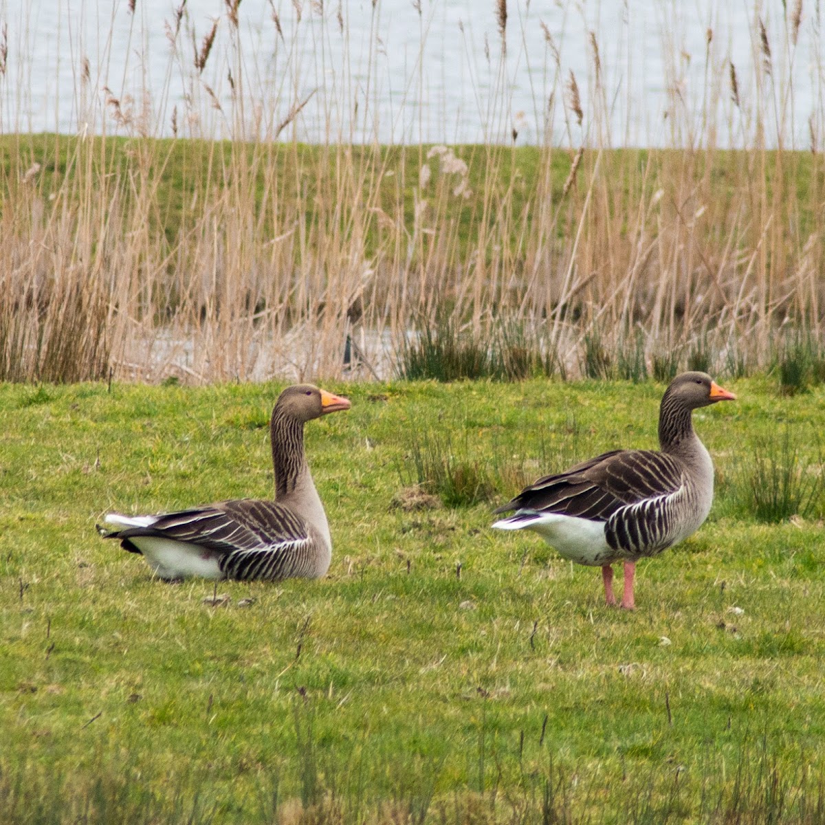 Greylag goose