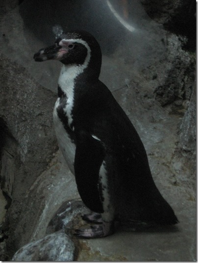 IMG_0497 Humboldt Penguin at the Oregon Zoo in Portland, Oregon on November 10, 2009