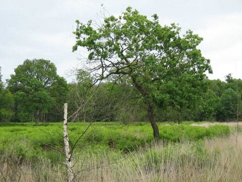 walk 27 18 tree2 