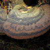 Porebracket Fungus