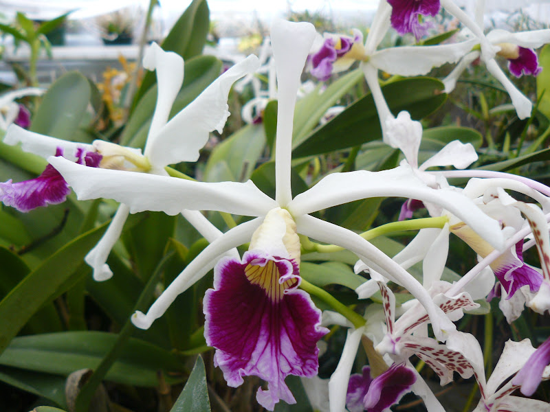 Cattleya (Laelia) purpurata f. oculata Laelia%2Bpurpurata%2Btipo%2B%25282%2529