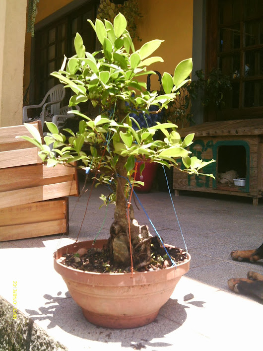 Ficus Microcarpa , Tronco Duplo... IMAG0131