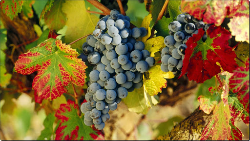 Harvest Time, La Rioja, Spain.jpg