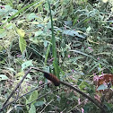 Woolly Bear Caterpillar