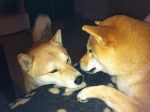 Localizacin de shibas en Espaa y quienes somos Kuro%252520-%252520elvis