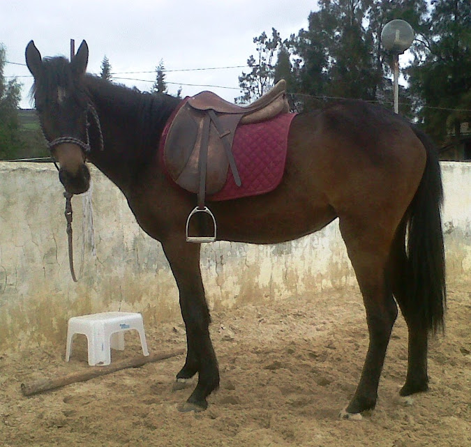 Magnifique pouliche arabe-barbe/baie-noire/3 ans/TUNISIE IMG00583-20130217-1418