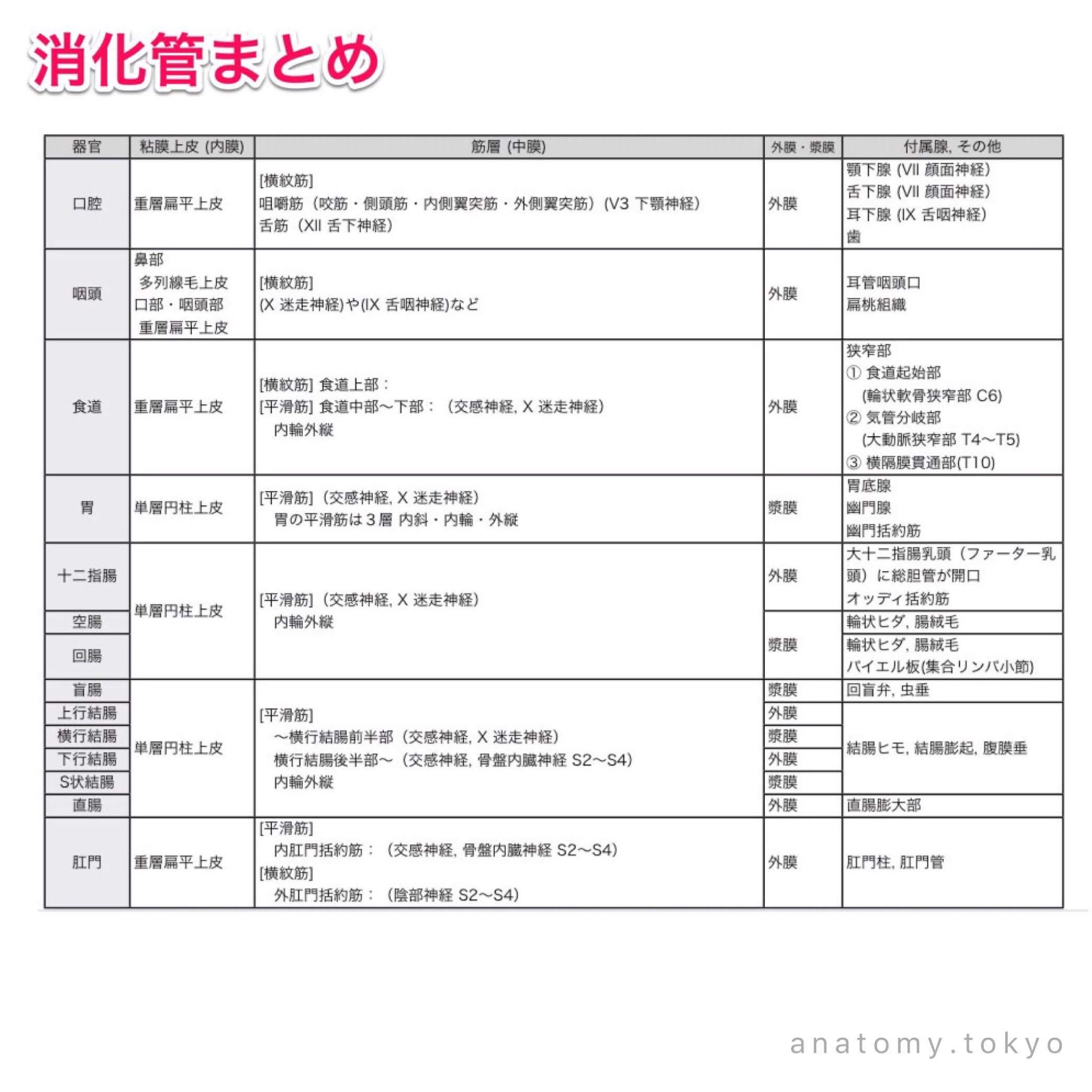 解剖学 国試演習 4 4 消化器系 食道 徹底的解剖学