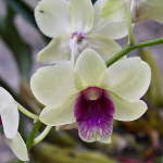 My Orchid Garden 2011