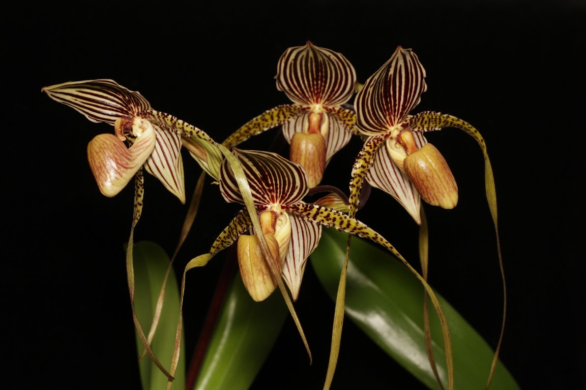 Paphiopedilum Saint Swithin IMG_0027