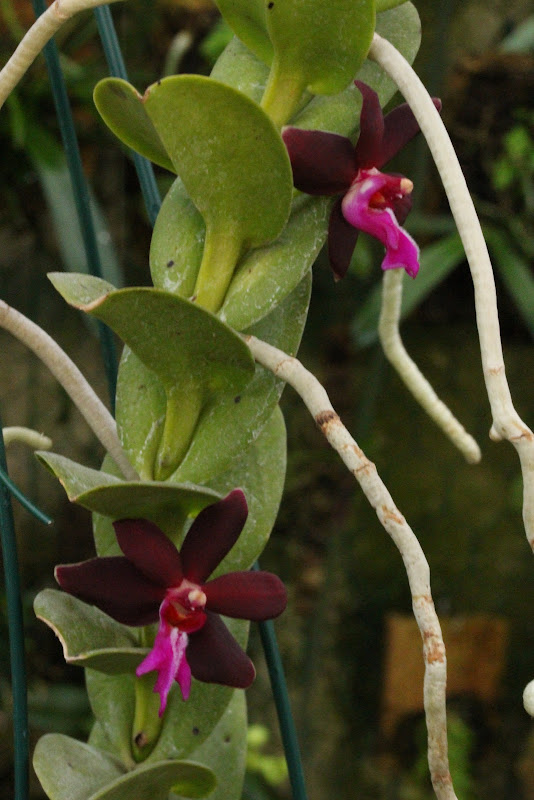 Trichoglottis atropurpurea (brachiata) - Page 2 IMG_5359