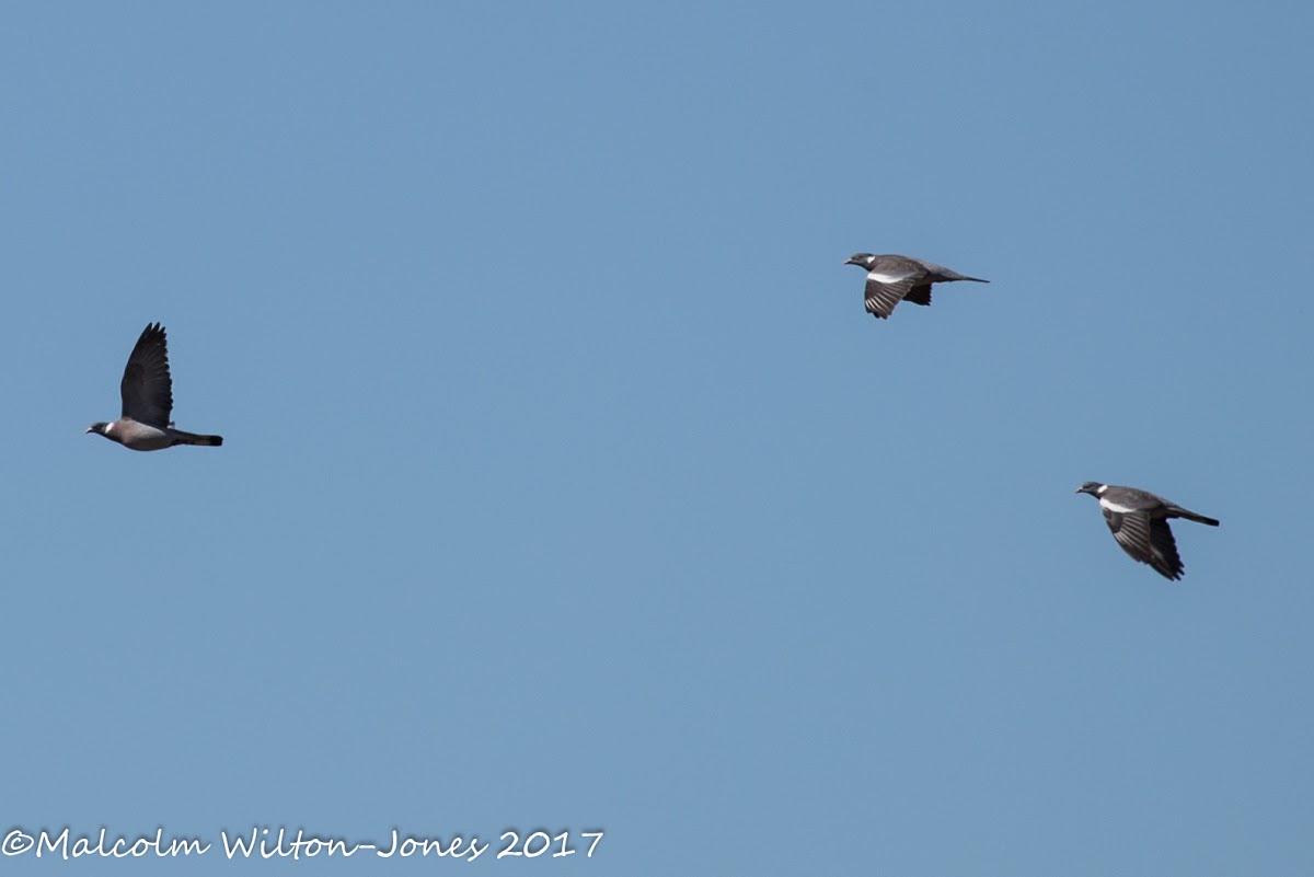 Woodpigeon; Paloma Torcaz