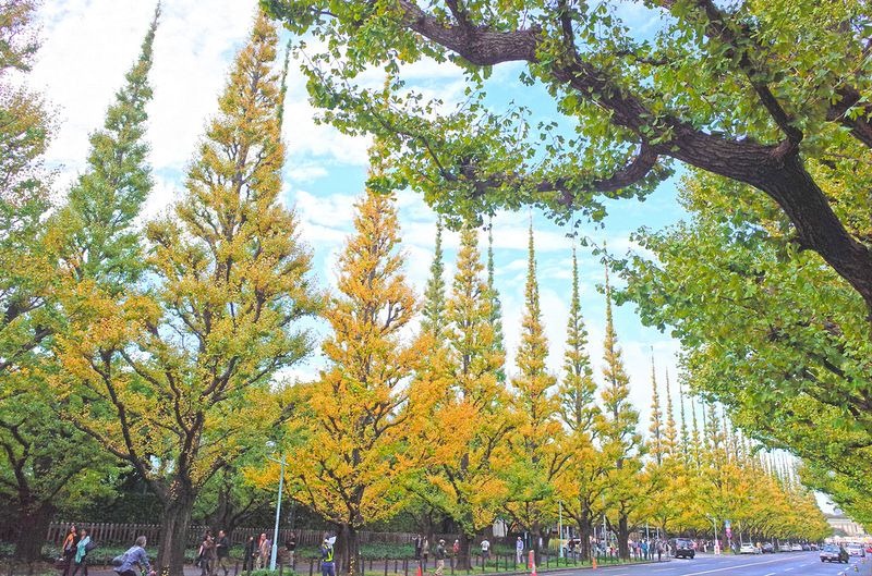 ginkgo-avenue-tokyo-7