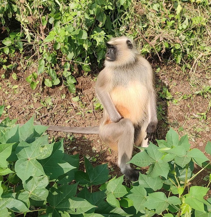 घोसला शेतीक्षेत्रात वानराचा धुमाकूळ:मजुरांना शेतीबाहेर पिटाळले