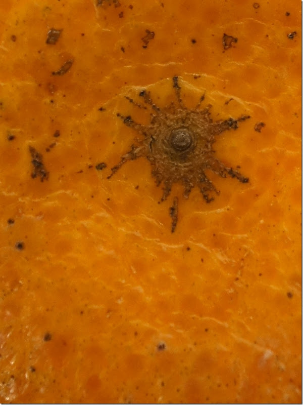 Close up photo or macrophoto of an orange for online download.