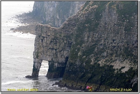 Bempton Cliffs - May