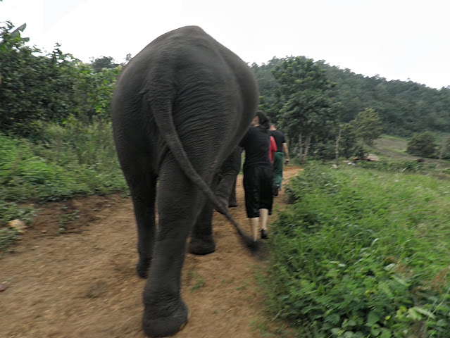 CHIANG MAI: WOODY ELEPHANT CAMP - TAILANDIA Y ANGKOR: BIENVENIDOS A ASIA (6)