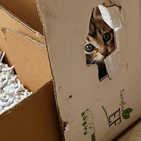 Cat Through a Box di 