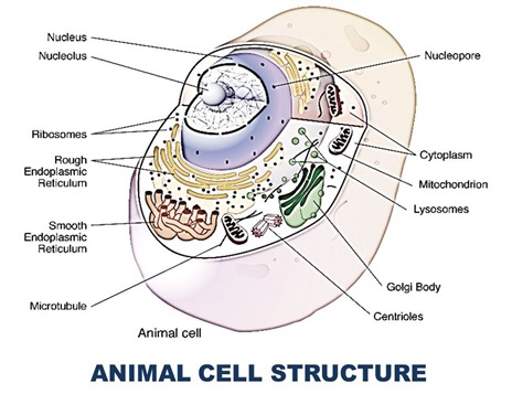 ANIMAL CELL STRUCTURE