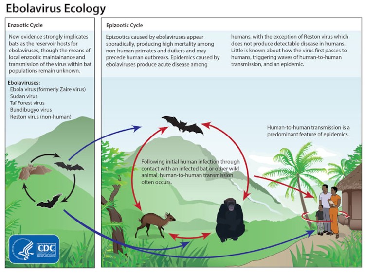 파일:attachment/에볼라/CDC_Ebola_Ecology.jpg