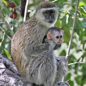 Vervet Mother and Baby 4, Botswana