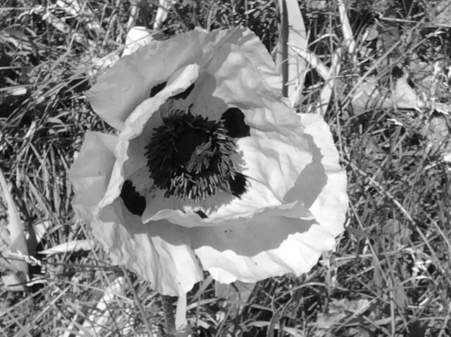 POPPY BLOG